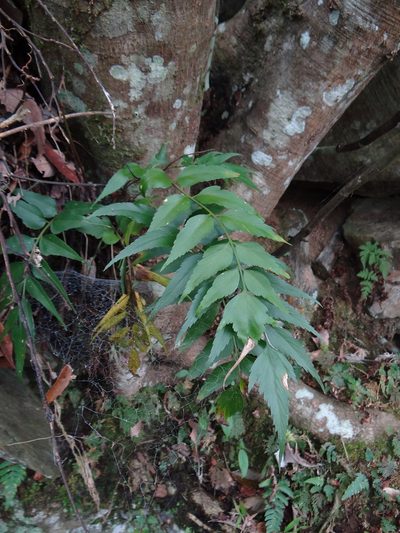 Asplenium falcatum, photographed by 呂一起(Lyu yi-chi)