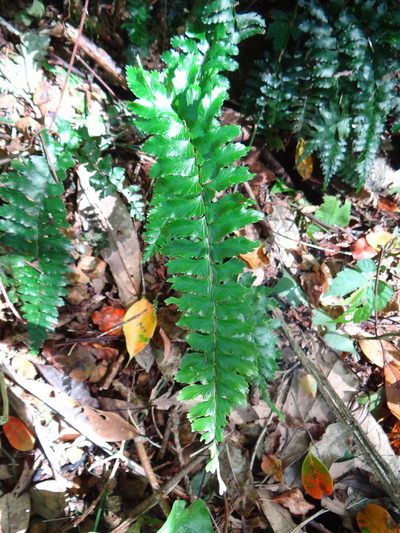 Hymenasplenium excisum, photographed by 呂一起(Lyu yi-chi)
