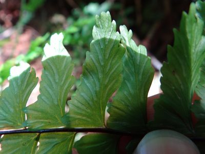 Hymenasplenium excisum, photographed by 呂一起(Lyu yi-chi)