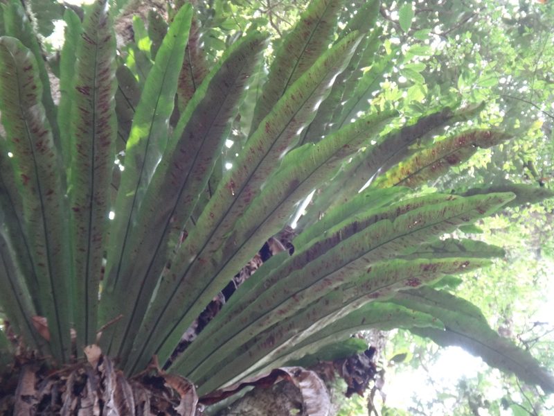 Asplenium antiquum, photographed by 呂一起(Lyu yi-chi)
