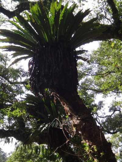 Asplenium antiquum, photographed by 呂一起(Lyu yi-chi)