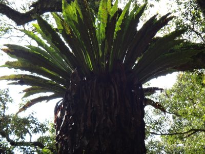 Asplenium antiquum, photographed by 呂一起(Lyu yi-chi)