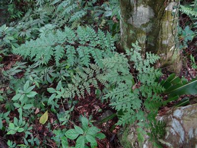 Asplenium pseudolaserpitiifolium, photographed by 呂一起(Lyu yi-chi)