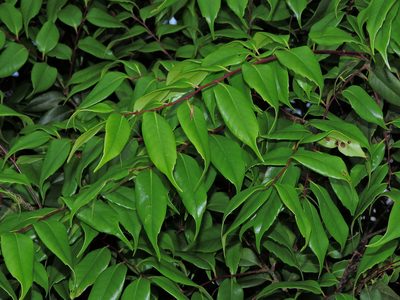 Castanopsis eyrei, photographed by Jacy Chen