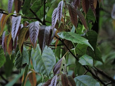 Castanopsis kawakamii, photographed by Jacy Chen