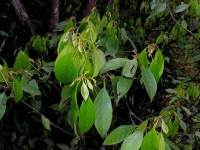 Lithocarpus taitoensis, photographed by Jacy Chen