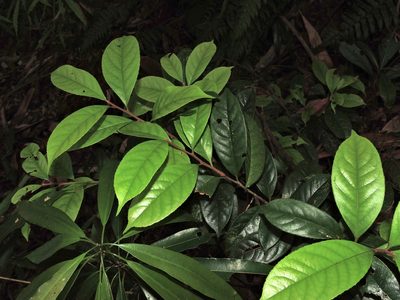 Symplocos theifolia, photographed by Jacy Chen