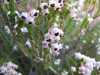Erica zwartbergensis, photographed by Michael D. Pirie