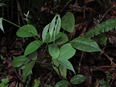 Ormosia formosana, photographed by Jacy Chen