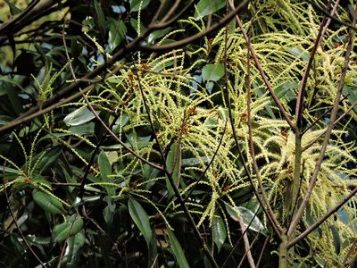 Castanopsis fargesii, photographed by Jacy Chen
