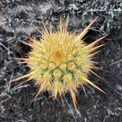 Haageocereus acranthus, photographed by capacoscar