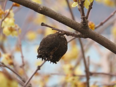 Chimonanthus praecox, photographed by Marco Mussita