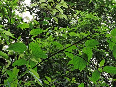 Actinidia latifolia, photographed by Jacy Chen