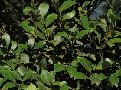 Ilex goshiensis, photographed by Jacy Chen