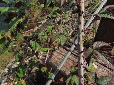 Rubus conduplicatus, photographed by Jacy Chen