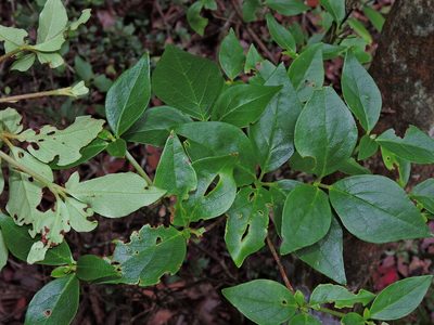 Rhododendron mariesii, photographed by Jacy Chen