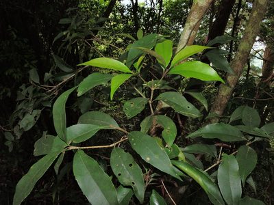 Osmanthus enervius, photographed by Jacy Chen