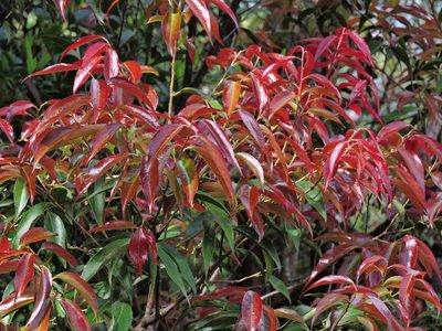Vaccinium randaiense, photographed by Jacy Chen