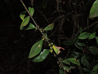Myrsine stolonifera, photographed by Jacy Chen
