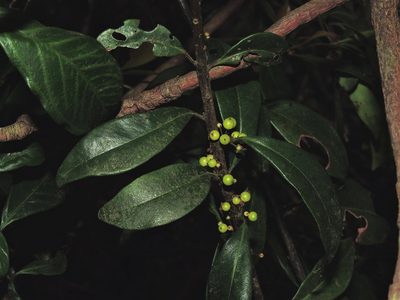 Myrsine stolonifera, photographed by Jacy Chen