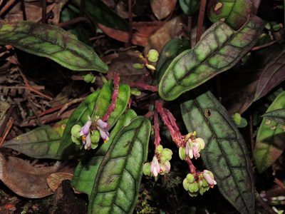 Polygala arcuata, photographed by Jacy Chen