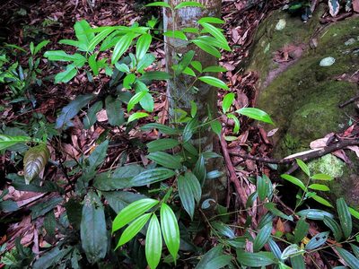 Cinnamomum subavenium, photographed by Jacy Chen