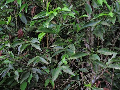 Euonymus laxiflorus, photographed by Jacy Chen