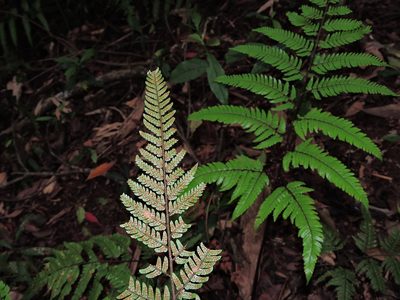 Dryopteris sordidipes, photographed by Jacy Chen