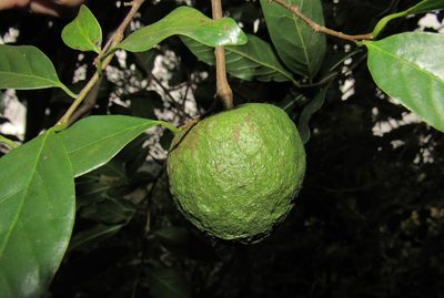 Annona rugulosa, photographed by Kahio Tiberio Mazon