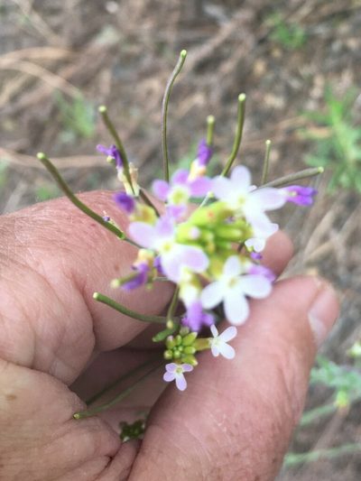 Boechera austromontana, photographed by lejones417