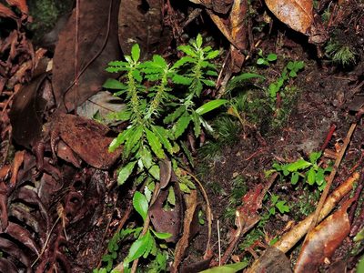 Huperzia javanica, photographed by Jacy Chen