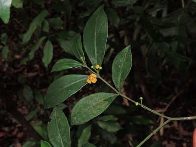Euonymus tashiroi, photographed by Jacy Chen