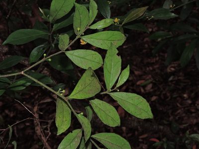 Euonymus tashiroi, photographed by Jacy Chen