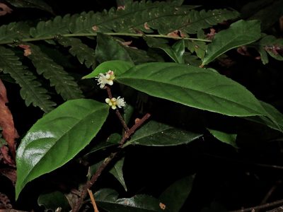 Symplocos theifolia, photographed by Jacy Chen