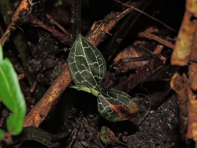 Anoectochilus formosanus, photographed by Jacy Chen