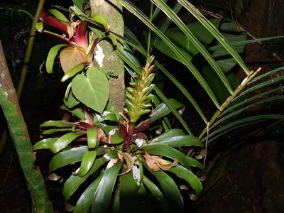 Tillandsia heliconioides, photographed by amantedarmanin