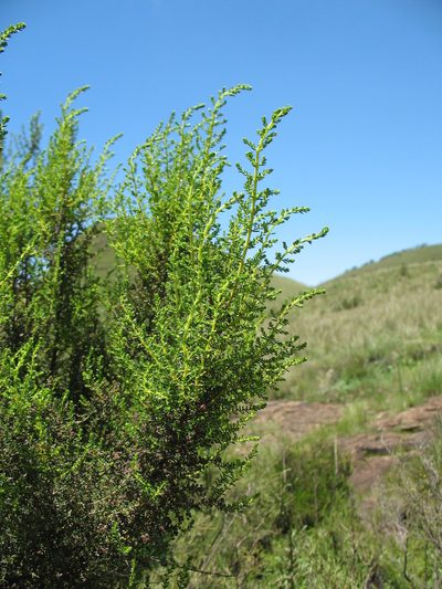 Erica evansii, photographed by Michael D. Pirie