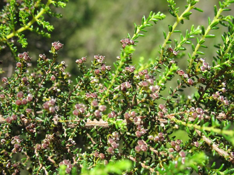 Erica evansii, photographed by Michael D. Pirie