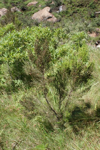 Erica evansii, photographed by Michael D. Pirie