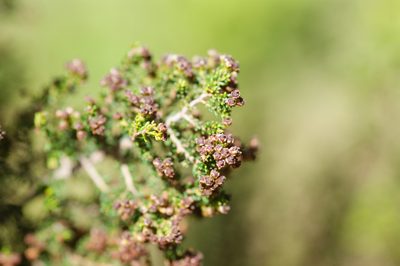 Erica evansii, photographed by Michael D. Pirie