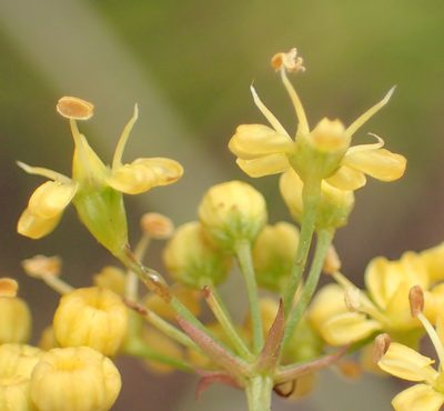 Lichtensteinia interrupta, photographed by Nicola van Berkel