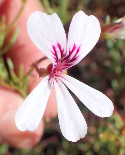 Pelargonium laevigatum, photographed by Nicola van Berkel