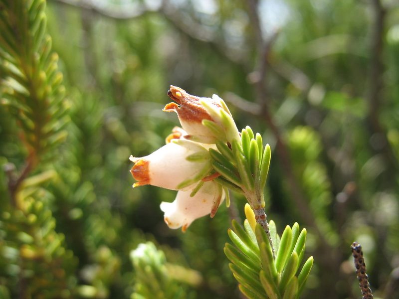 Erica flanaganii, photographed by Michael D. Pirie