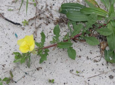 Oenothera humifusa, photographed by Lauren McLaurin