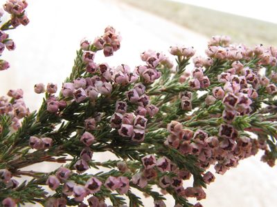 Erica flexistyla, photographed by Michael D. Pirie