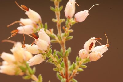 Erica interrupta, photographed by Michael D. Pirie
