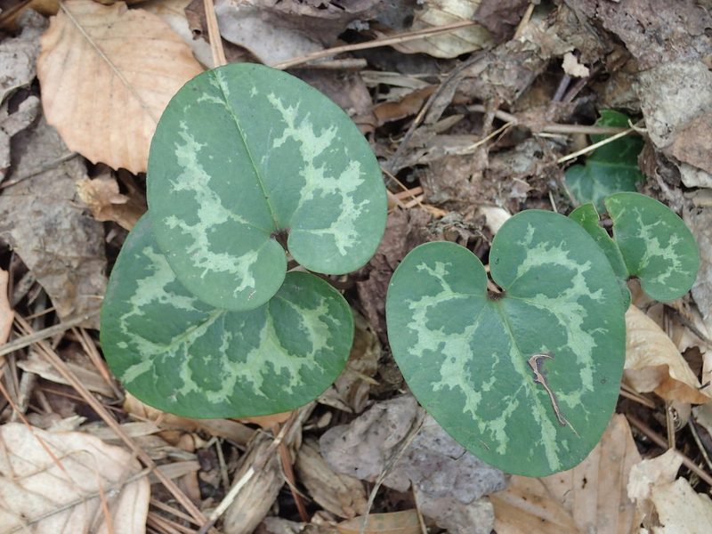 Asarum harperi, photographed by John P Friel