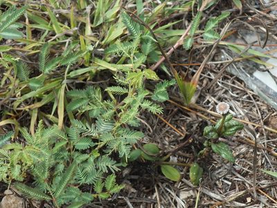 Spilanthes urens, photographed by Lsf
