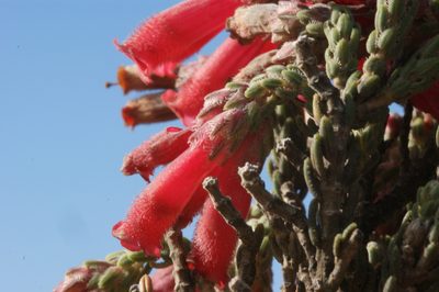 Erica strigilifolia, photographed by Michael D. Pirie