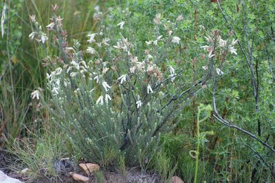 Erica strigilifolia, photographed by Michael D. Pirie
